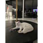 Saint the white cat group