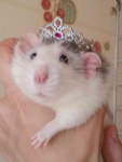 RATS CHILDREN