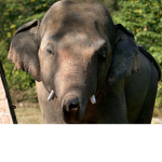 Mami elephants