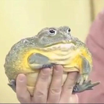 frog appreciation club