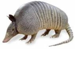 Armadillosz!