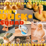 The•duck•squad