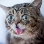 Cat_Play