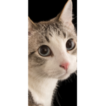 Cat group 55