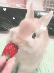 Elite Bunny Squad