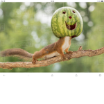 Squirrel Coolness
