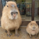 Capybara-Matching