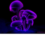Purple Mushroms