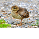 BABY PEACOCKS! United