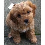 Milo_Pup