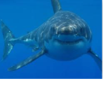 Sharky boy bop