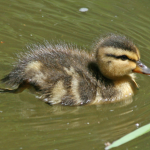 anatidae's are awesome