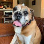 dog.exe
