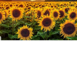 Sun flowers team