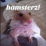 hamsterz!
