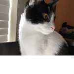 Kitty lunar