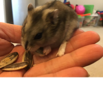 Hamsters’s