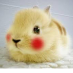 The Pika Bunnies!!!