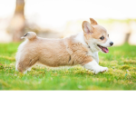 The corgi fans!