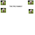 the pig family (official)