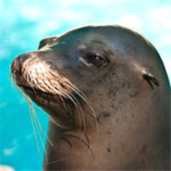 Sea lion Training Center (STC)