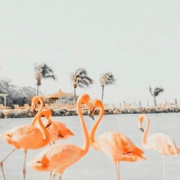 ✨