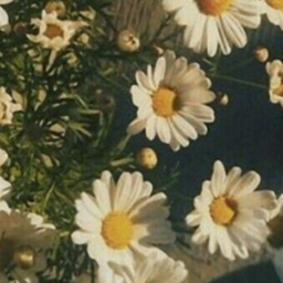 🌼