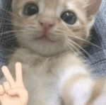 Bunnie CuIt