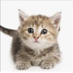#Kitty Nation!