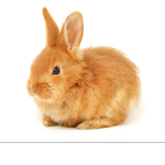 PIUNO PIUNO PIUNO PIUNO PIUNO PIUNO PIUNO PIUNO 