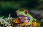 SaLuT mEs GrEnOuIlLe