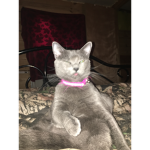 Cat King Gang