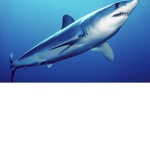 Shark boys my guy
