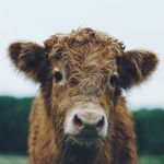~Cow Cult~