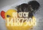 qq crew.