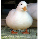 Mr.duck64 squad