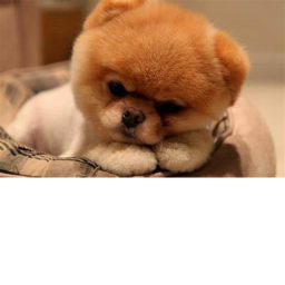 obby of doge