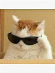 thepopcat