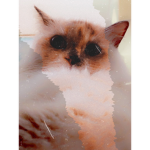 Cool kitty’s group