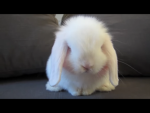 \ Carrot Factory /