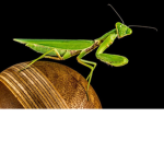 Insects United