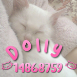 - Dolly -