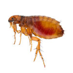 Flea Airlines