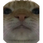 Amogus cat