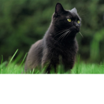 smoky the black cat