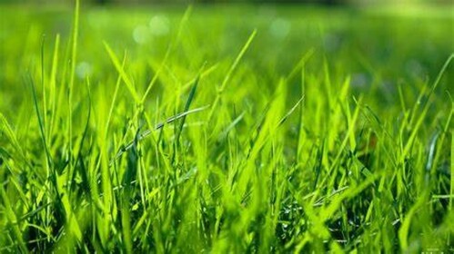 Stare At Grass [Sim]
