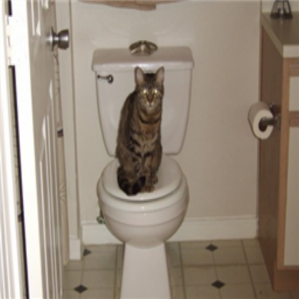 cat pooping in toilet XD Roblox decal