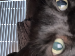 CATS only v2 group