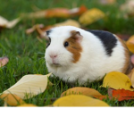 guinea pig group!