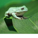 The Land of all the Roblox Frogs